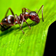 Illustration for article titled The Ant on a Rubber Rope Paradox